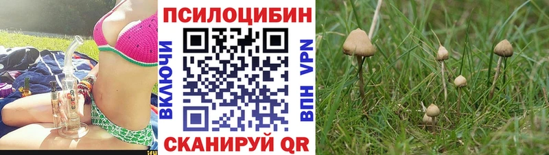 Галлюциногенные грибы мицелий  дарнет шоп  Избербаш 